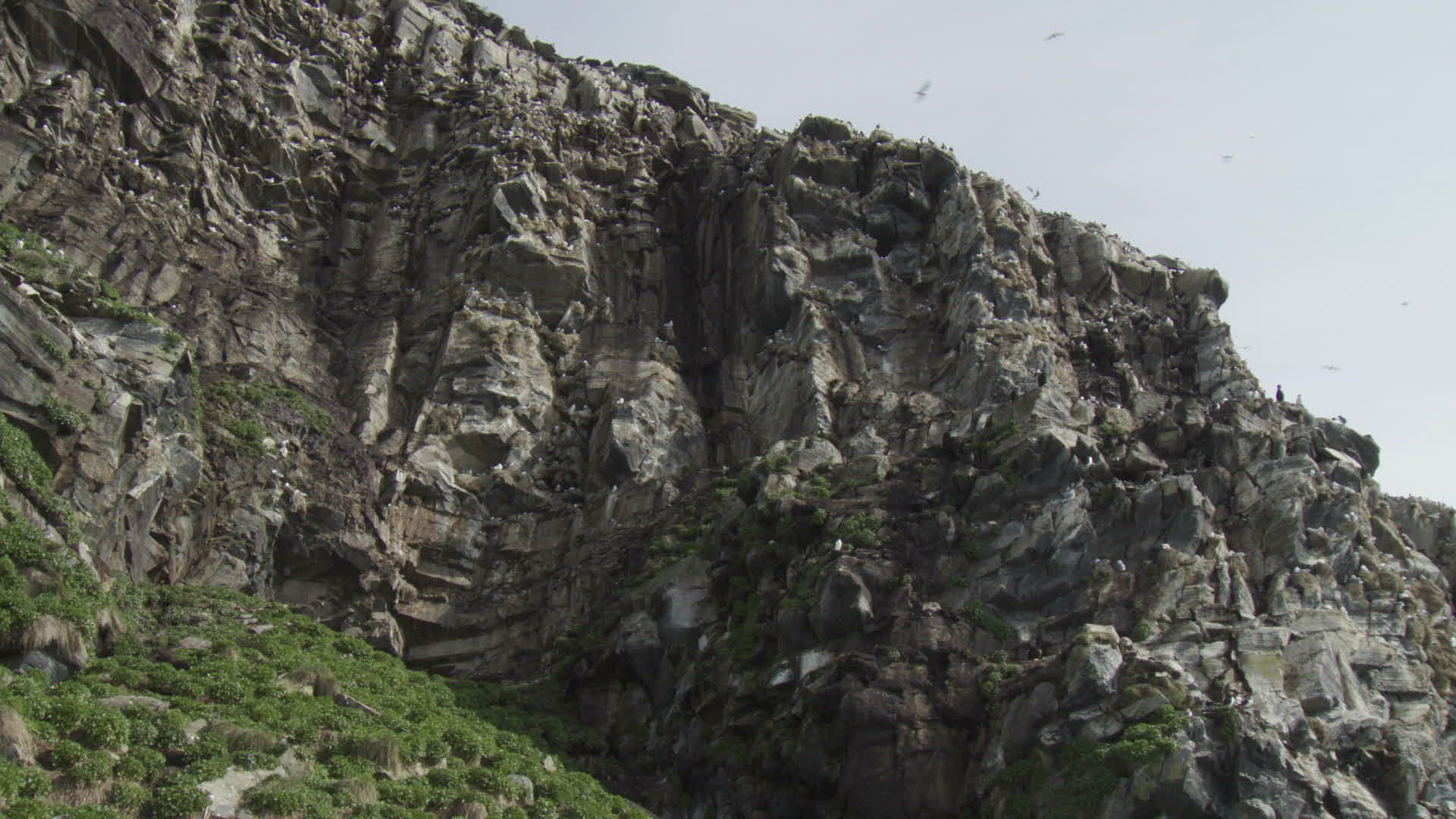 950917235 / Bird / Colony / Steep Coast