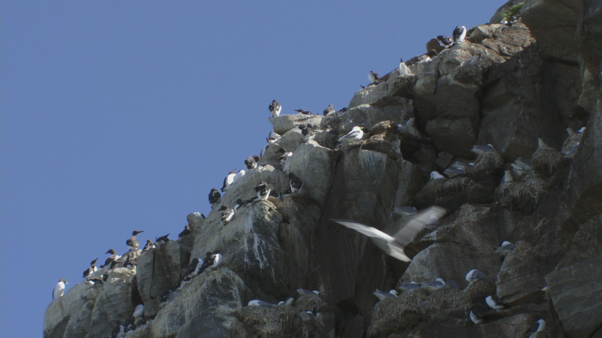 293427025 / Bird / Colony / Steep Coast