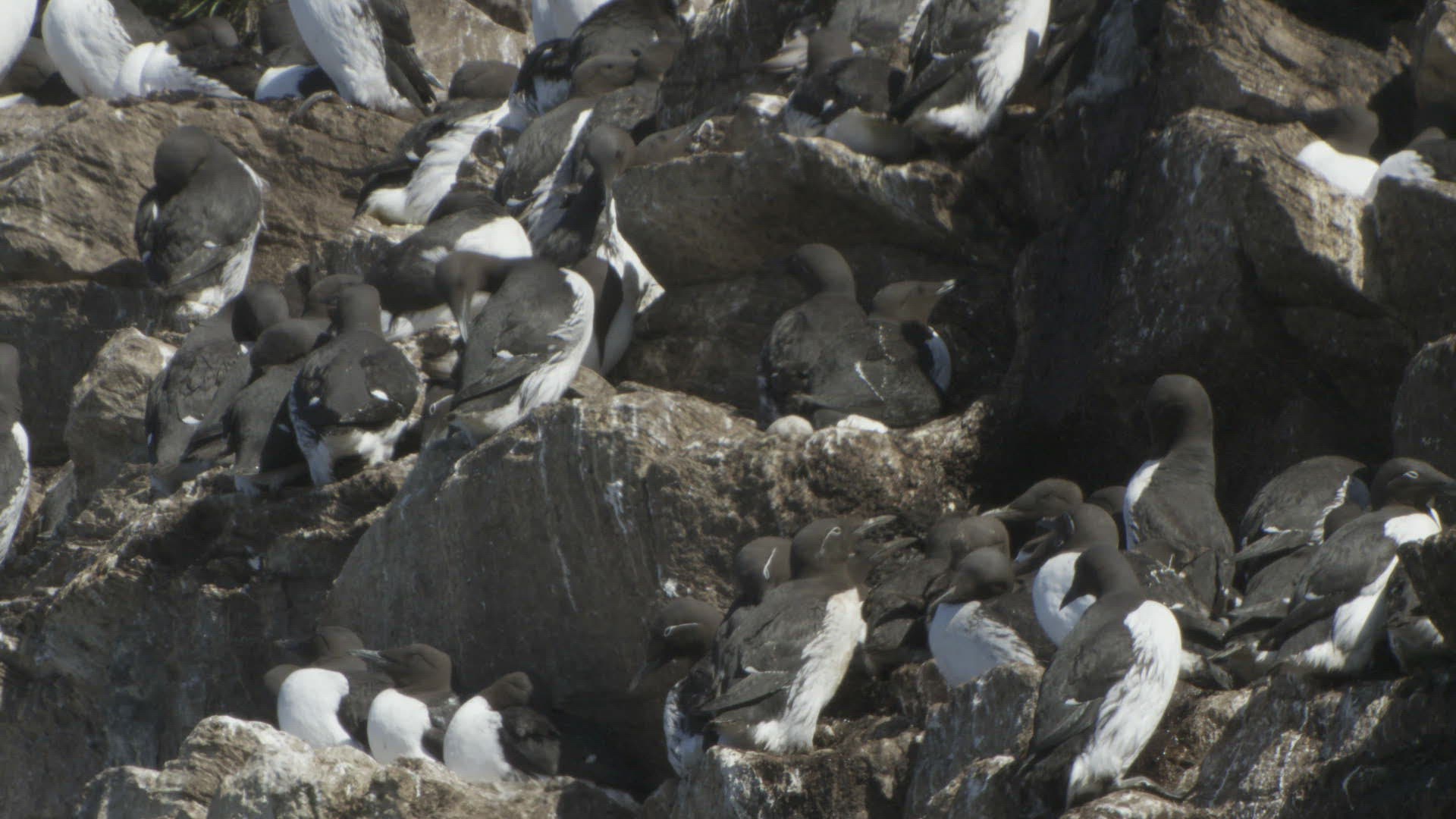470882112 / Bird / Colony / Steep Coast