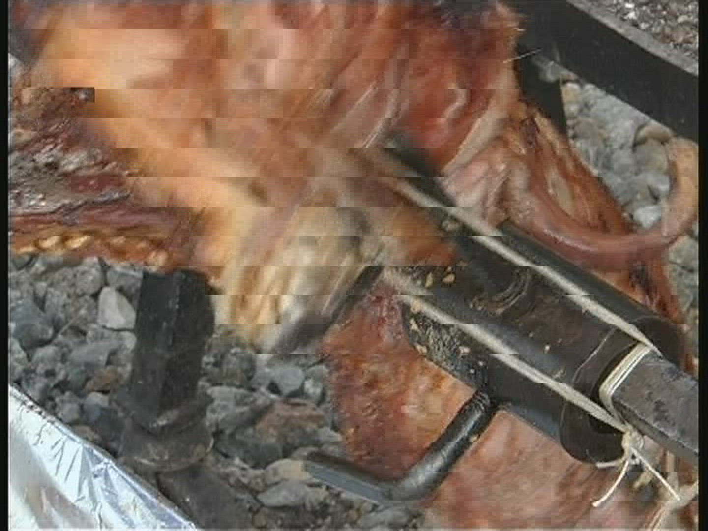 719760567 / Roasting Pig / Nutrition / Austria