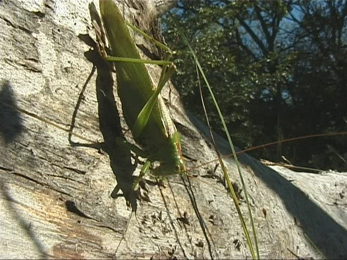 364212833 / Insect / Europe