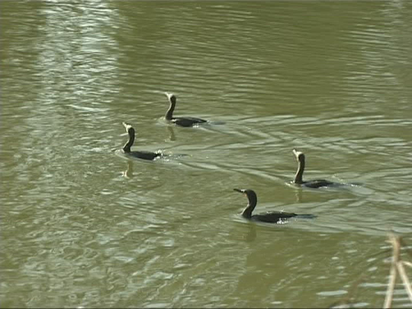756016390 / Cormorant / Europe