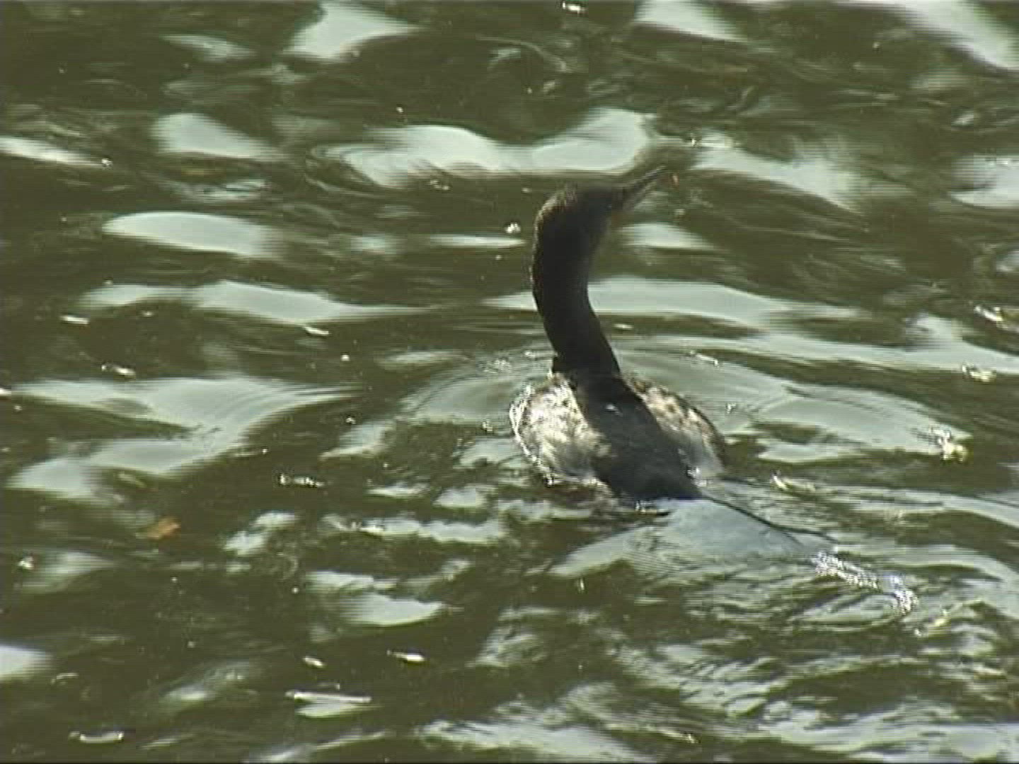559192362 / Cormorant / Europe