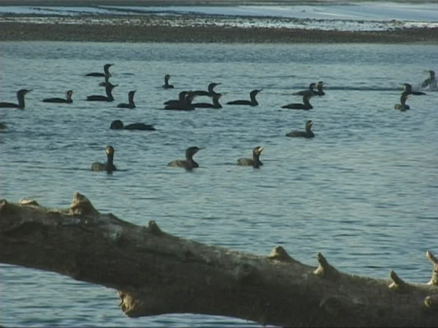 272879307 / Cormorant / Europe
