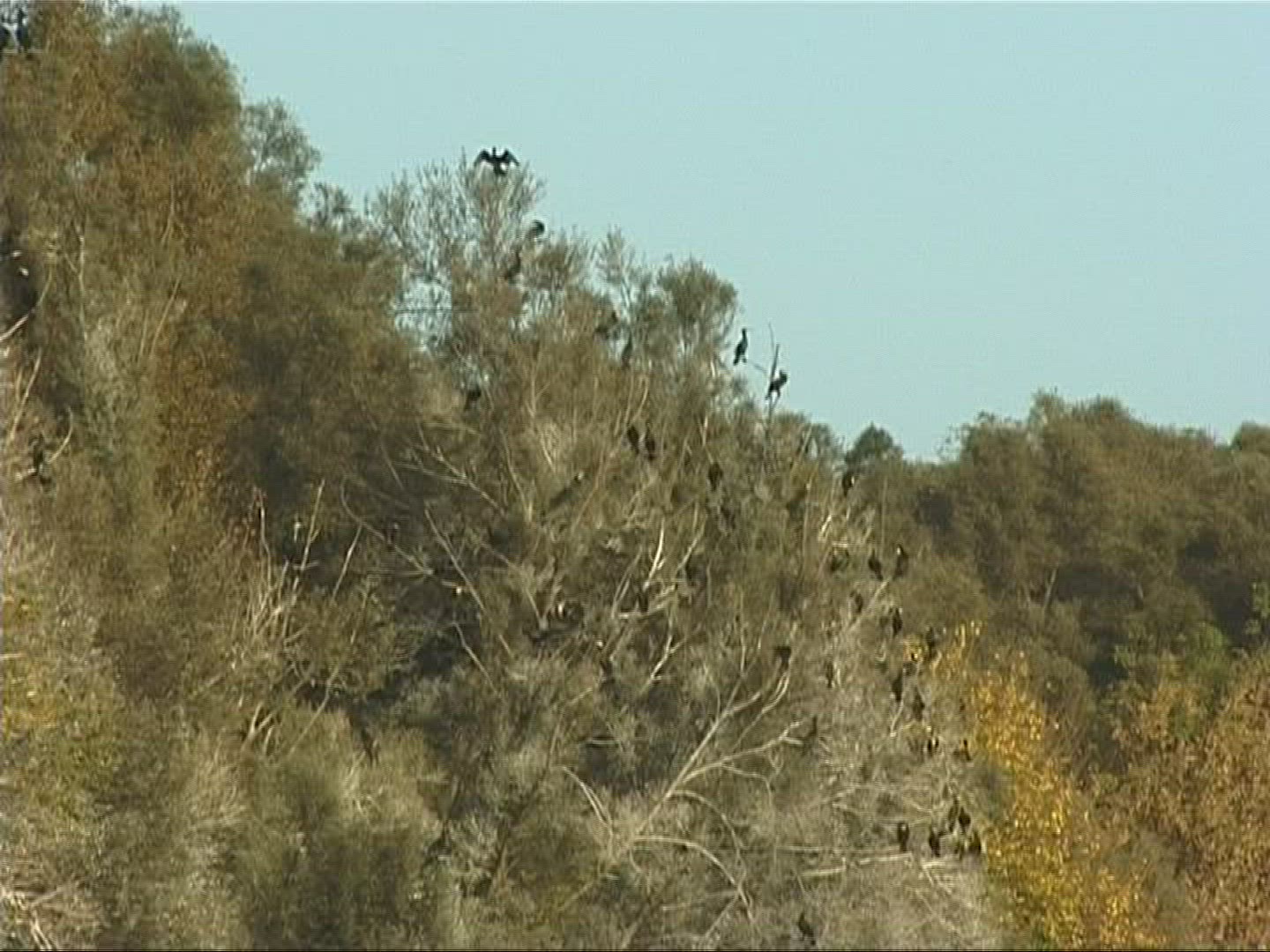 768623221 / Cormorant / Europe