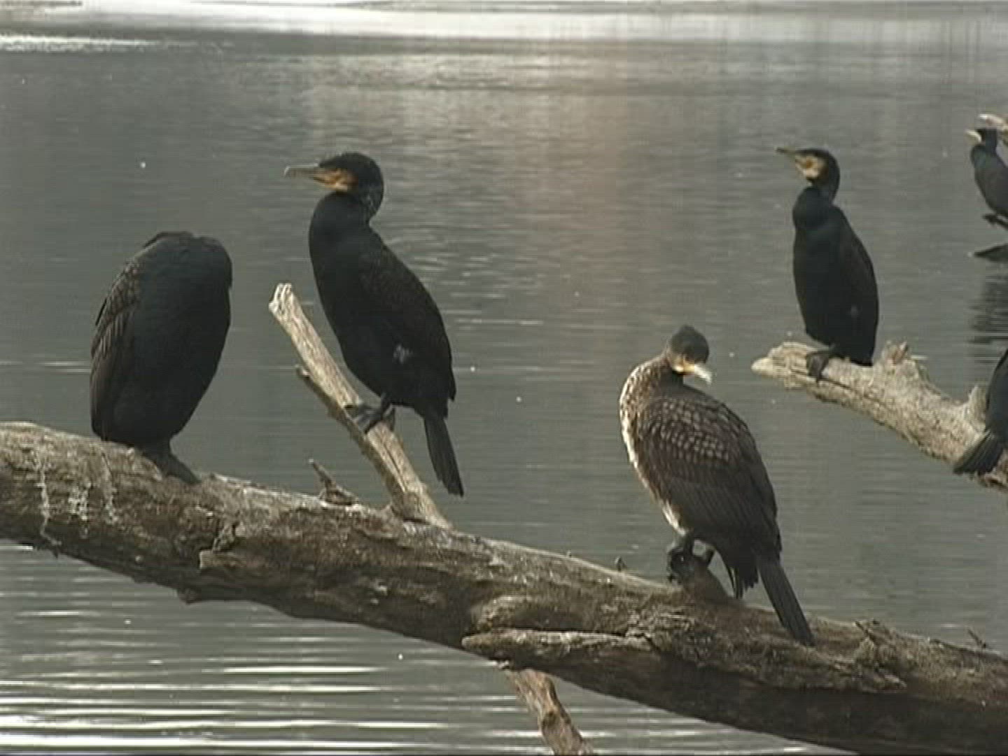 156651316 / Cormorant / Europe