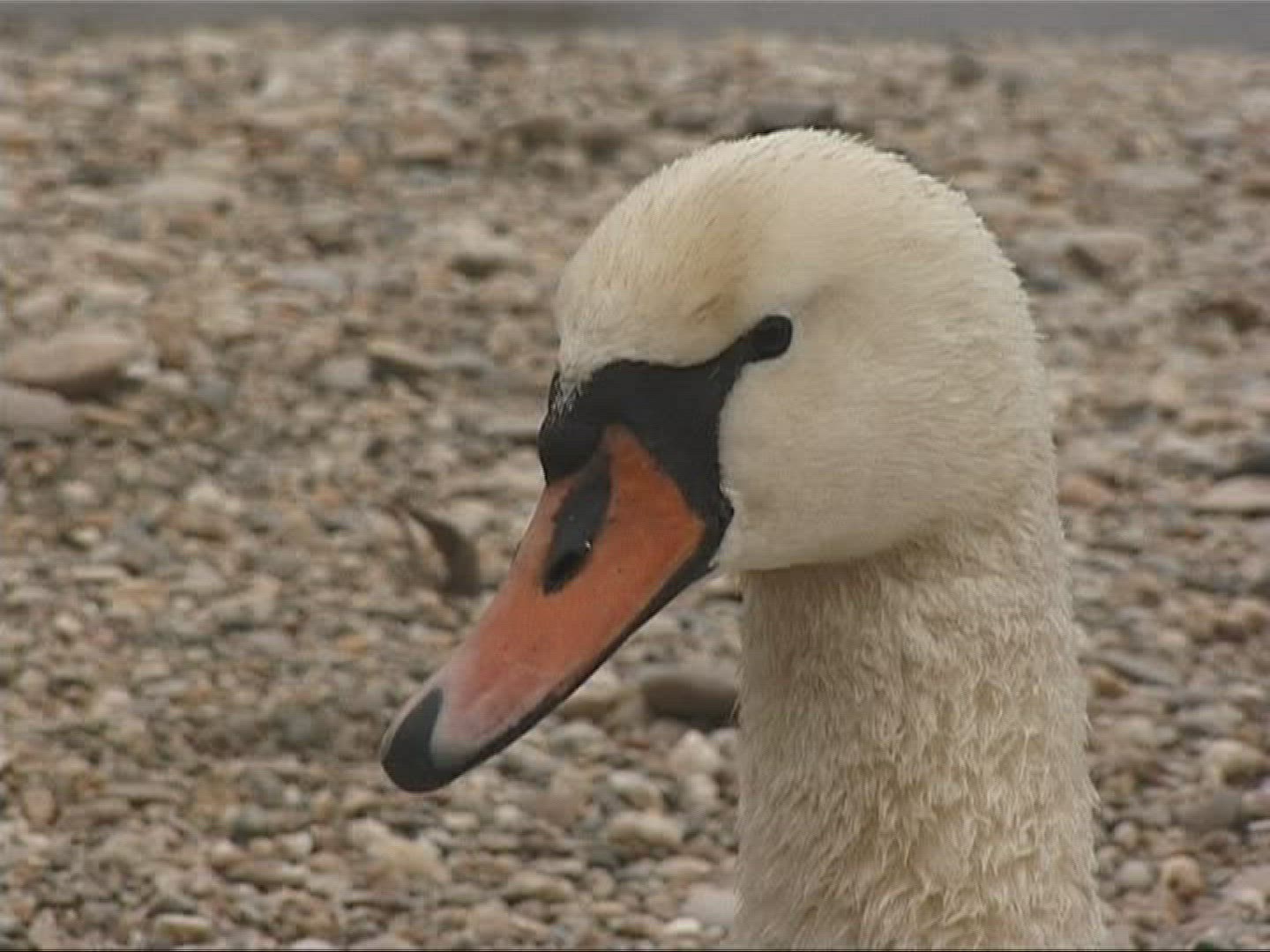936016973 / Mute Swan / Europe