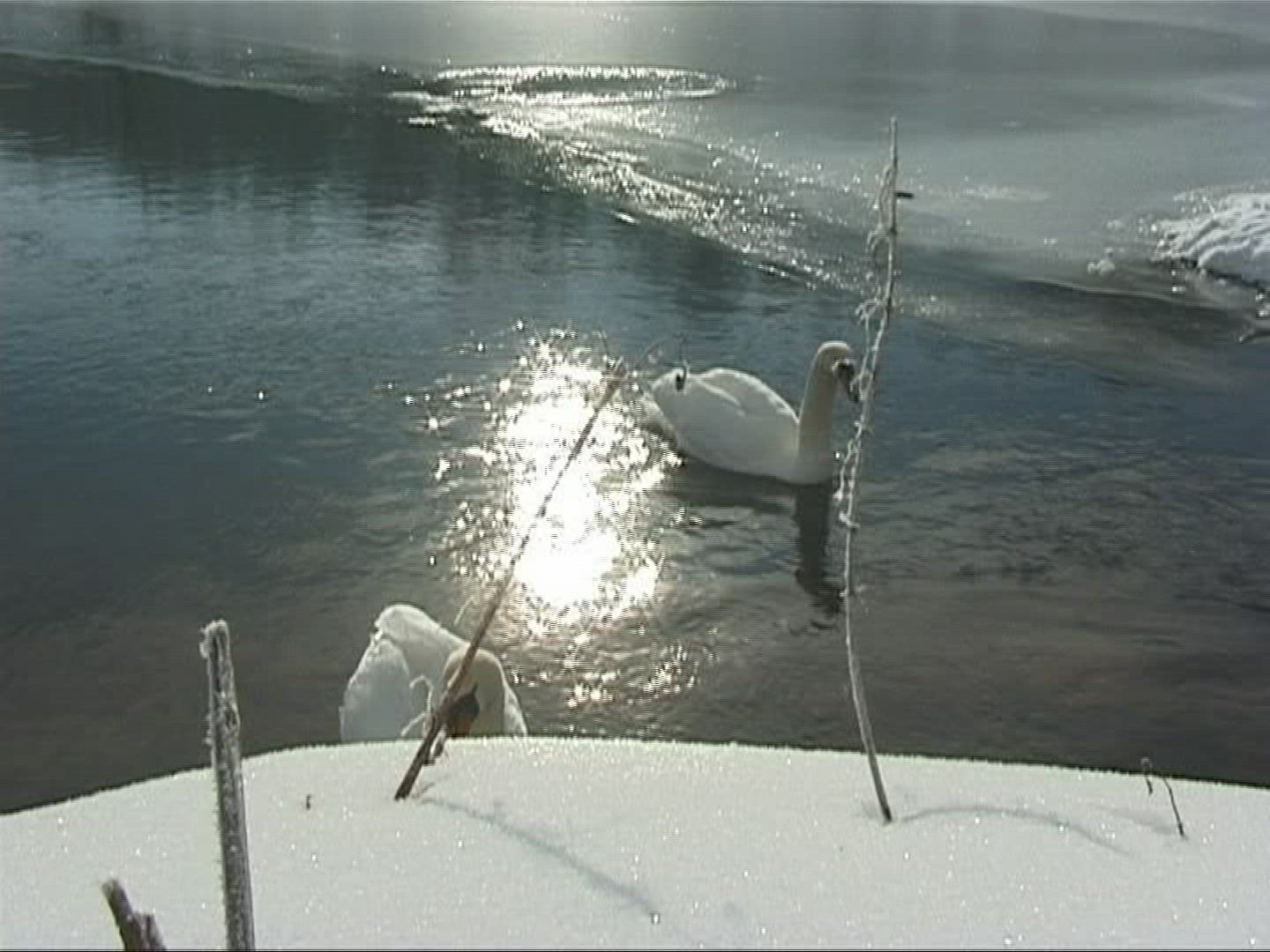 677312208 / Mute Swan / Europe