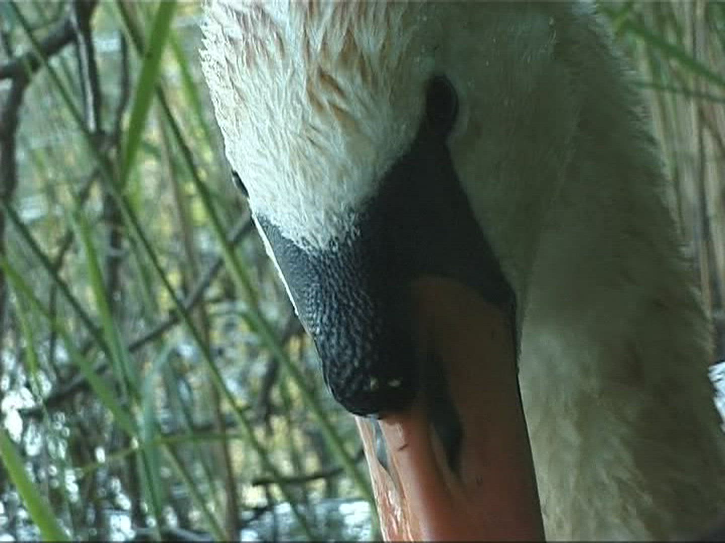 811189653 / Mute Swan / Europe