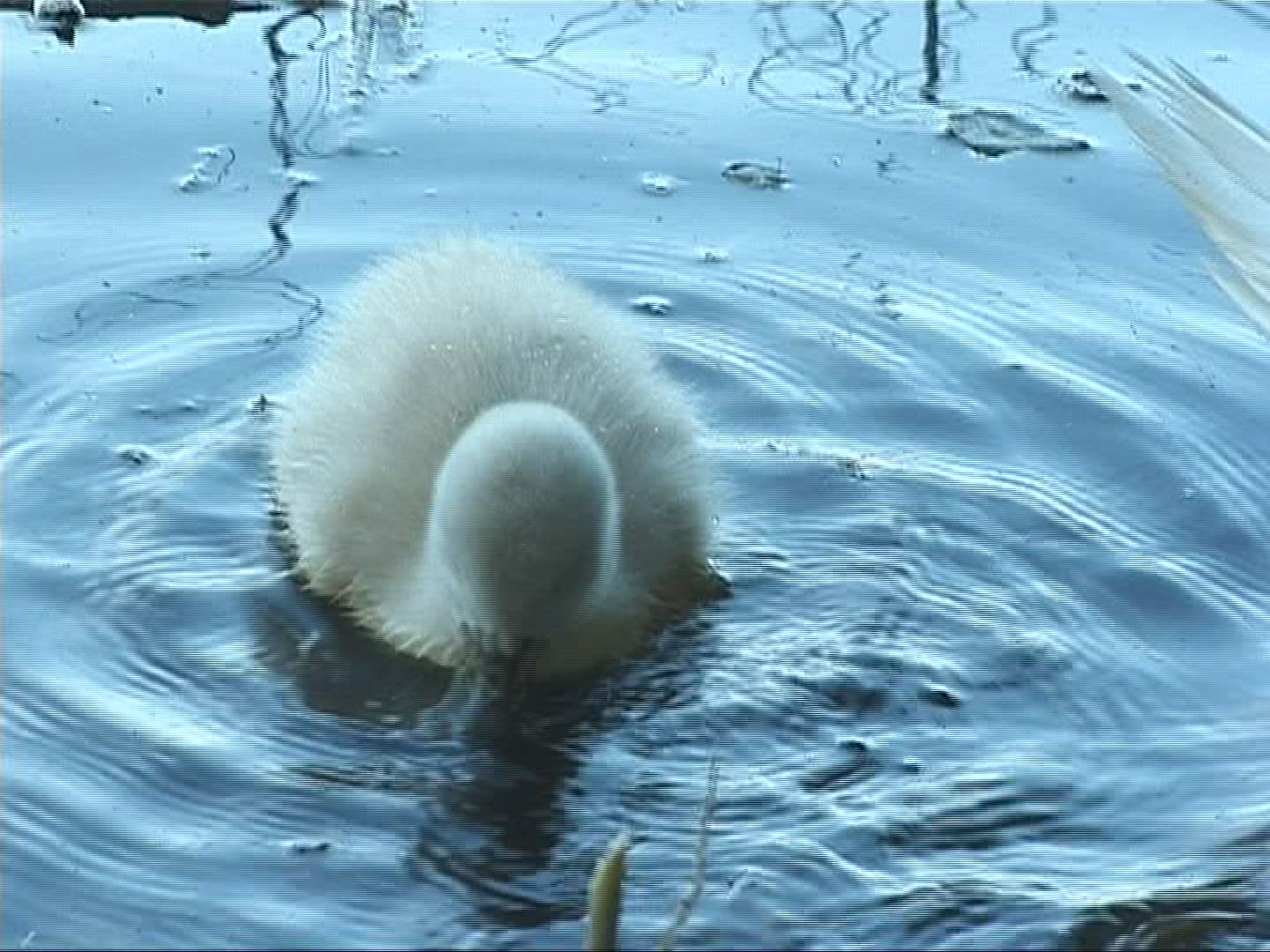 537886783 / Mute Swan / Europe