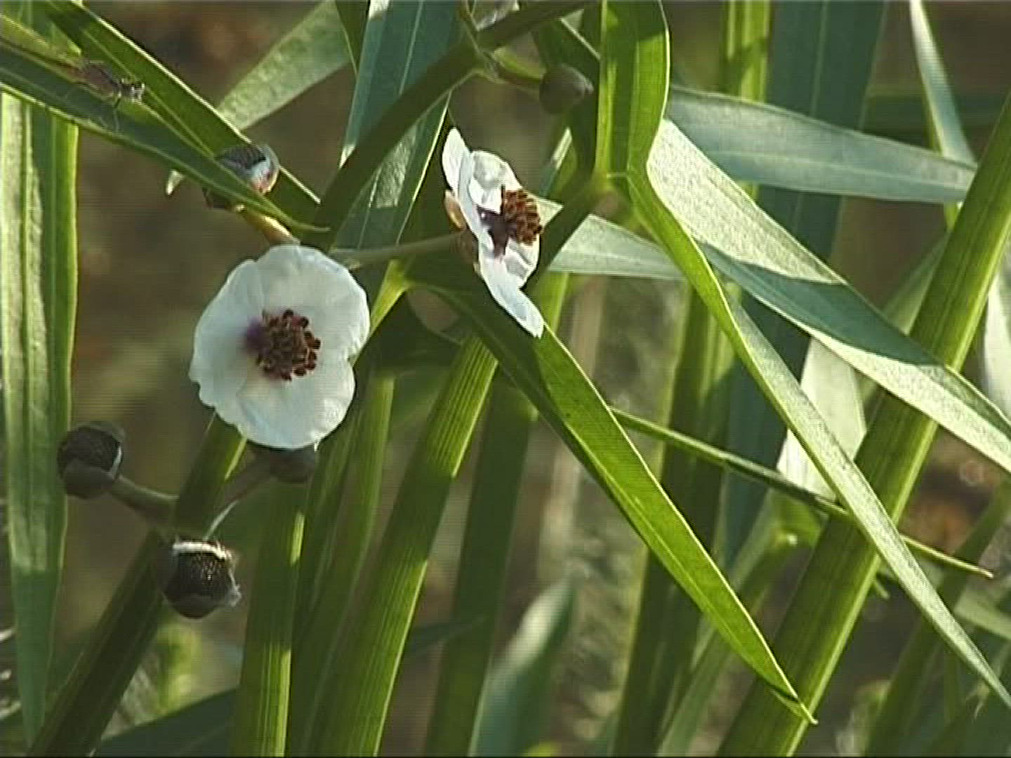 199533307 / Flower / Marsh Plant / Europe