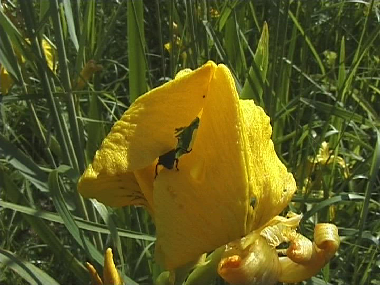 203367053 / Flower / Marsh Plant / Europe