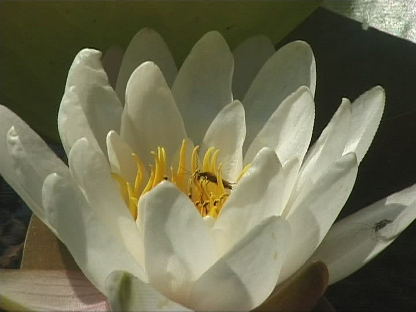 798880856 / Flower / Marsh Plant / Europe