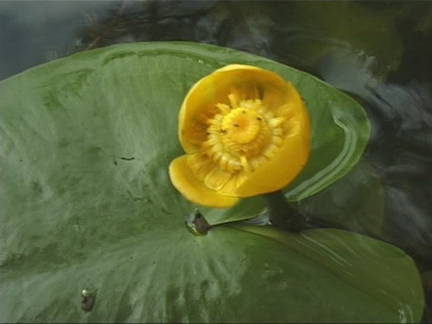 533828929 / Flower / Marsh Plant / Europe