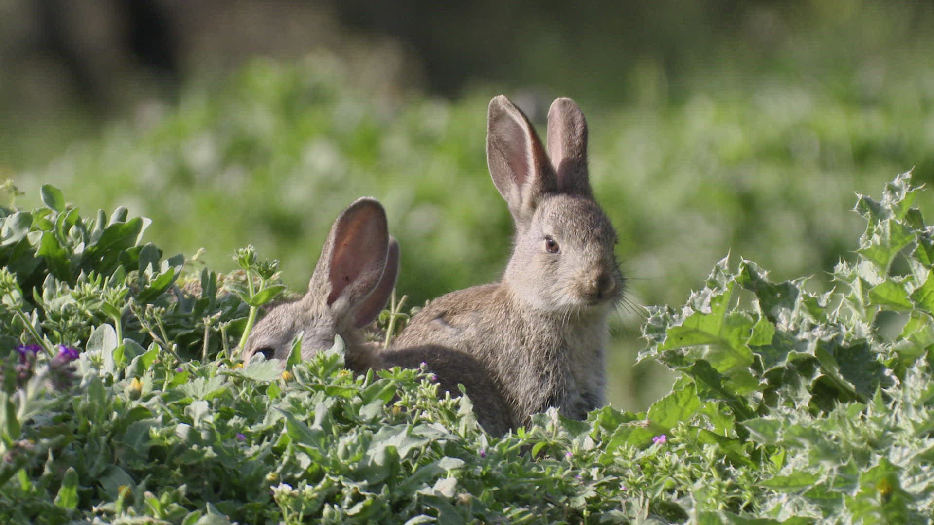 654331661 / Rabbit / Baby Rabbit