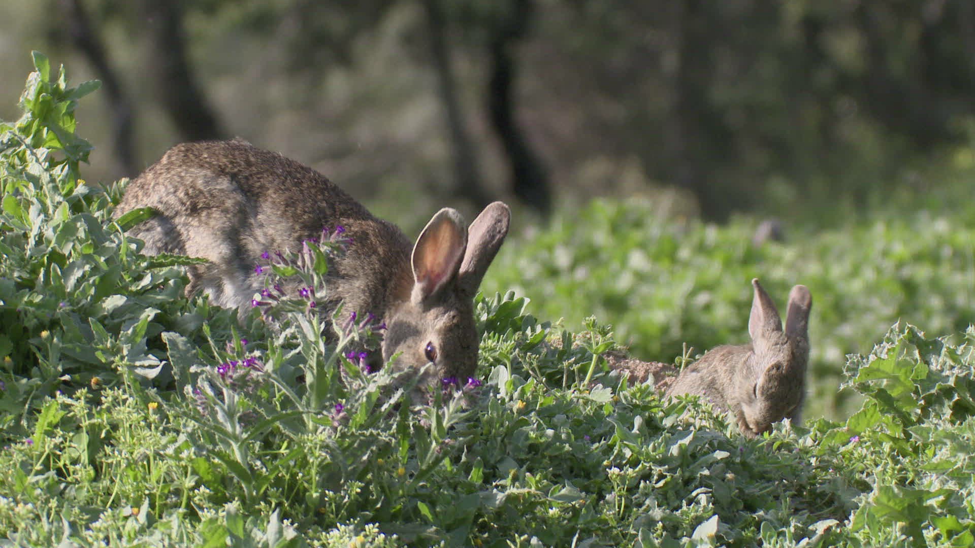 520758251 / Rabbit / Baby Rabbit
