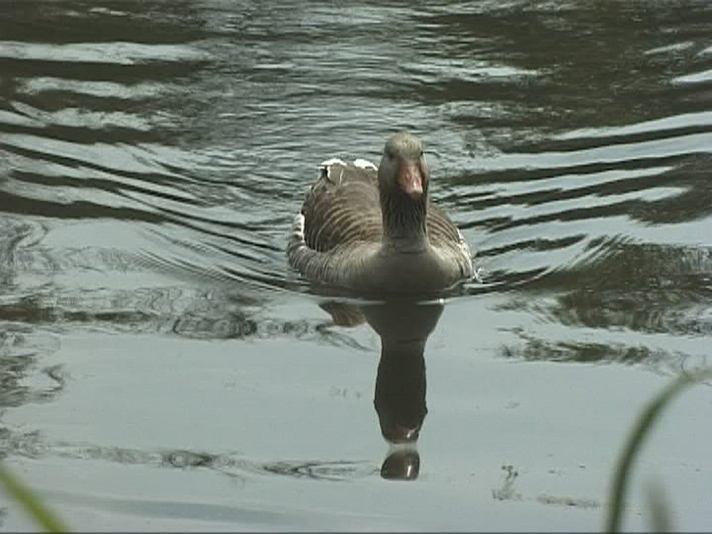 951756760 / Bird / Europe