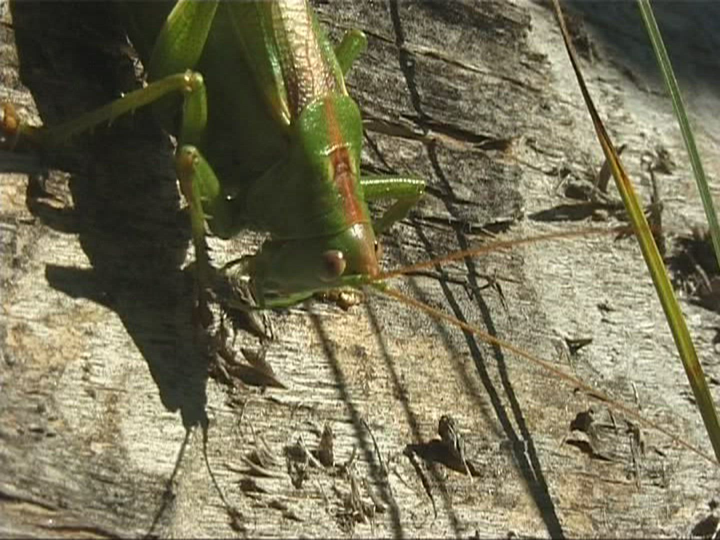 154650147 / Insect / Europe