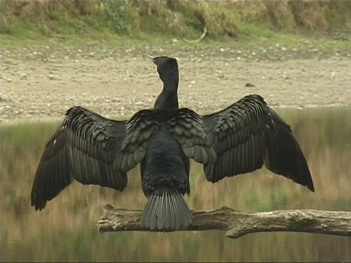 566657520 / Cormorant / Europe