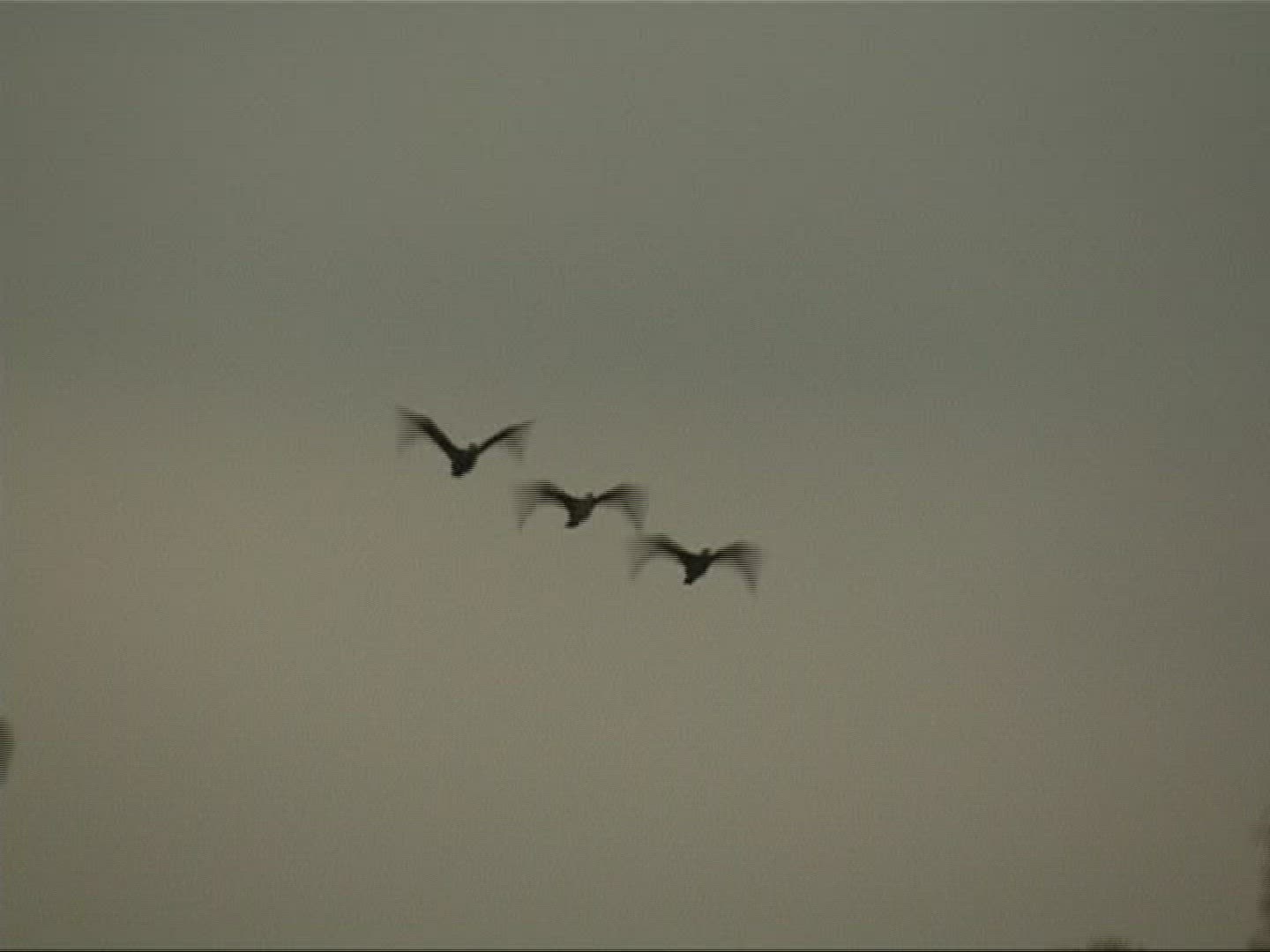 872808310 / Cormorant / Europe