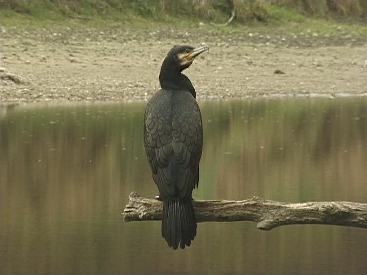 583512531 / Cormorant / Europe