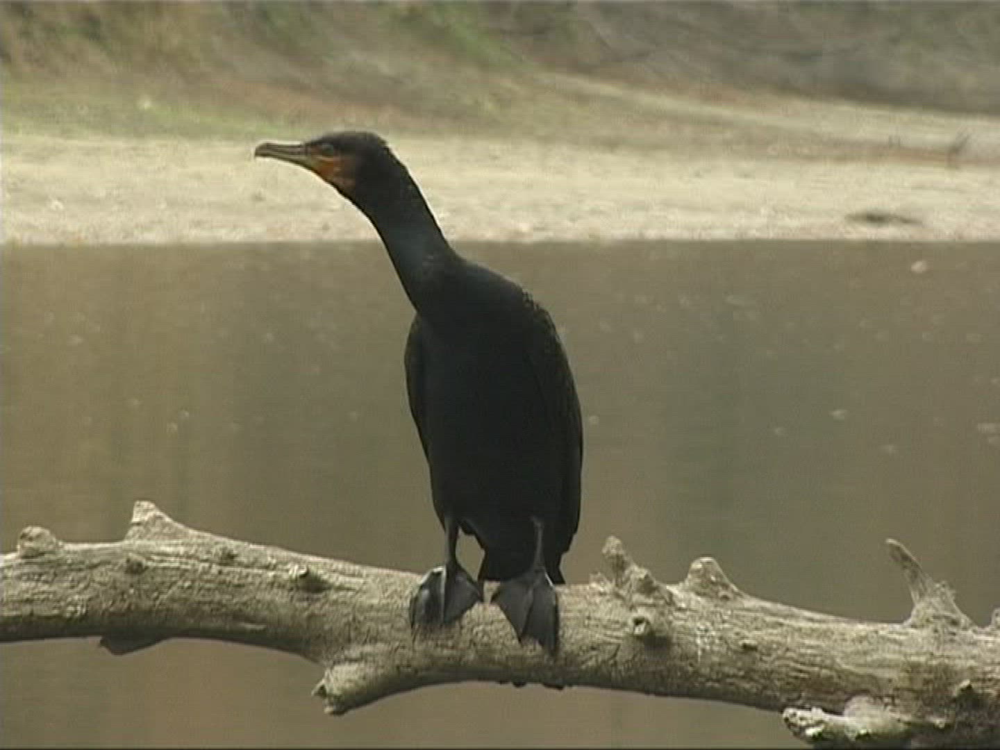 880995457 / Cormorant / Europe