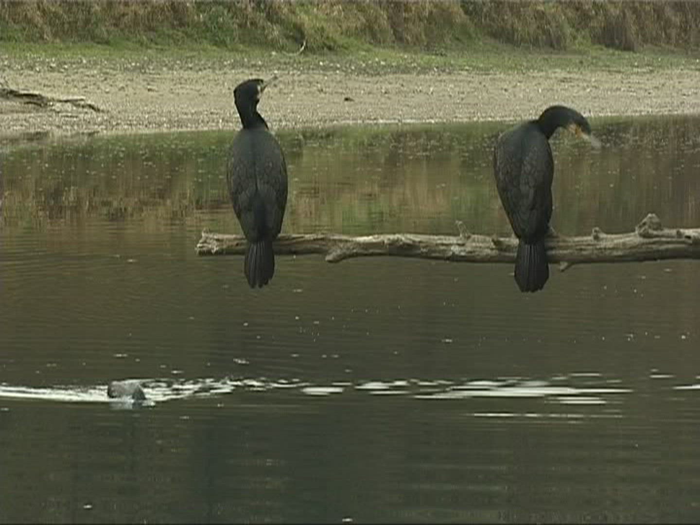 229368067 / Cormorant / Europe