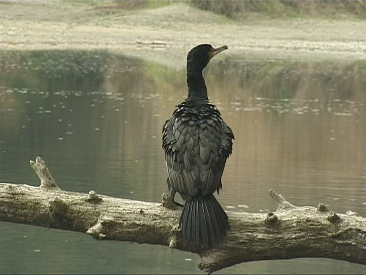 881053166 / Cormorant / Europe