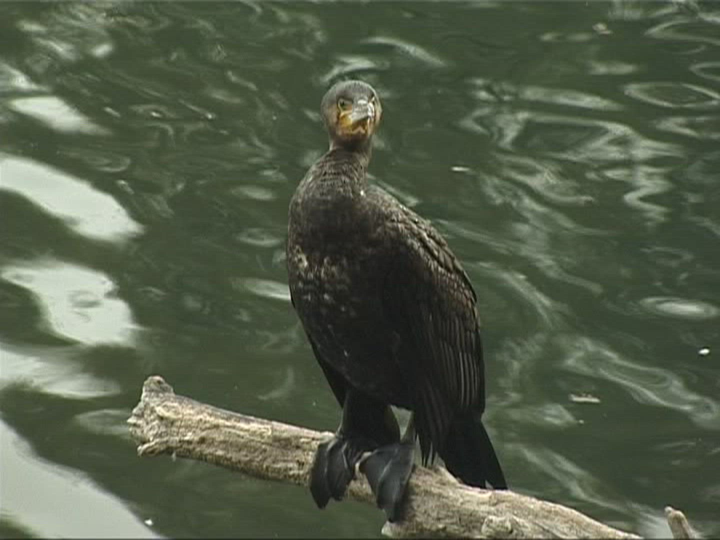 796041864 / Cormorant / Europe