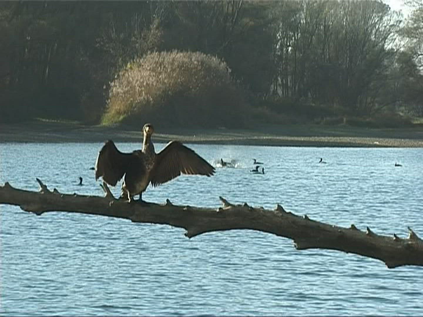 312638660 / Cormorant / Europe