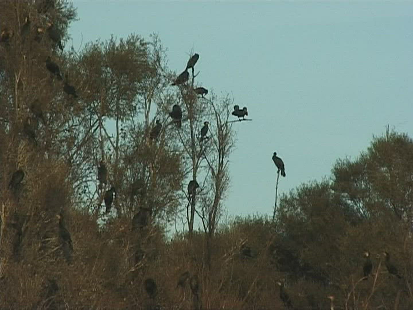 833715560 / Cormorant / Europe