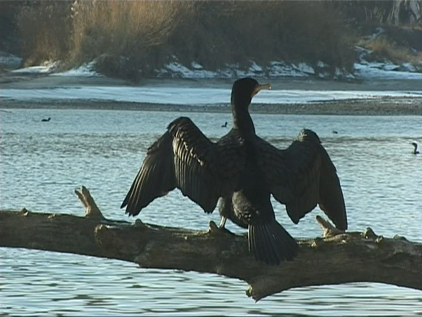 314169669 / Cormorant / Europe