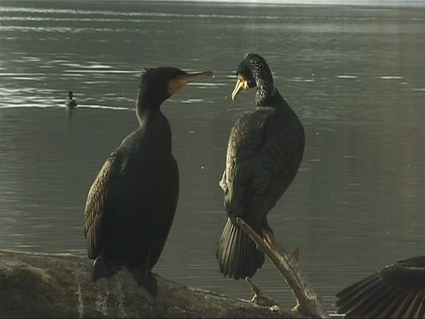 871999536 / Cormorant / Europe
