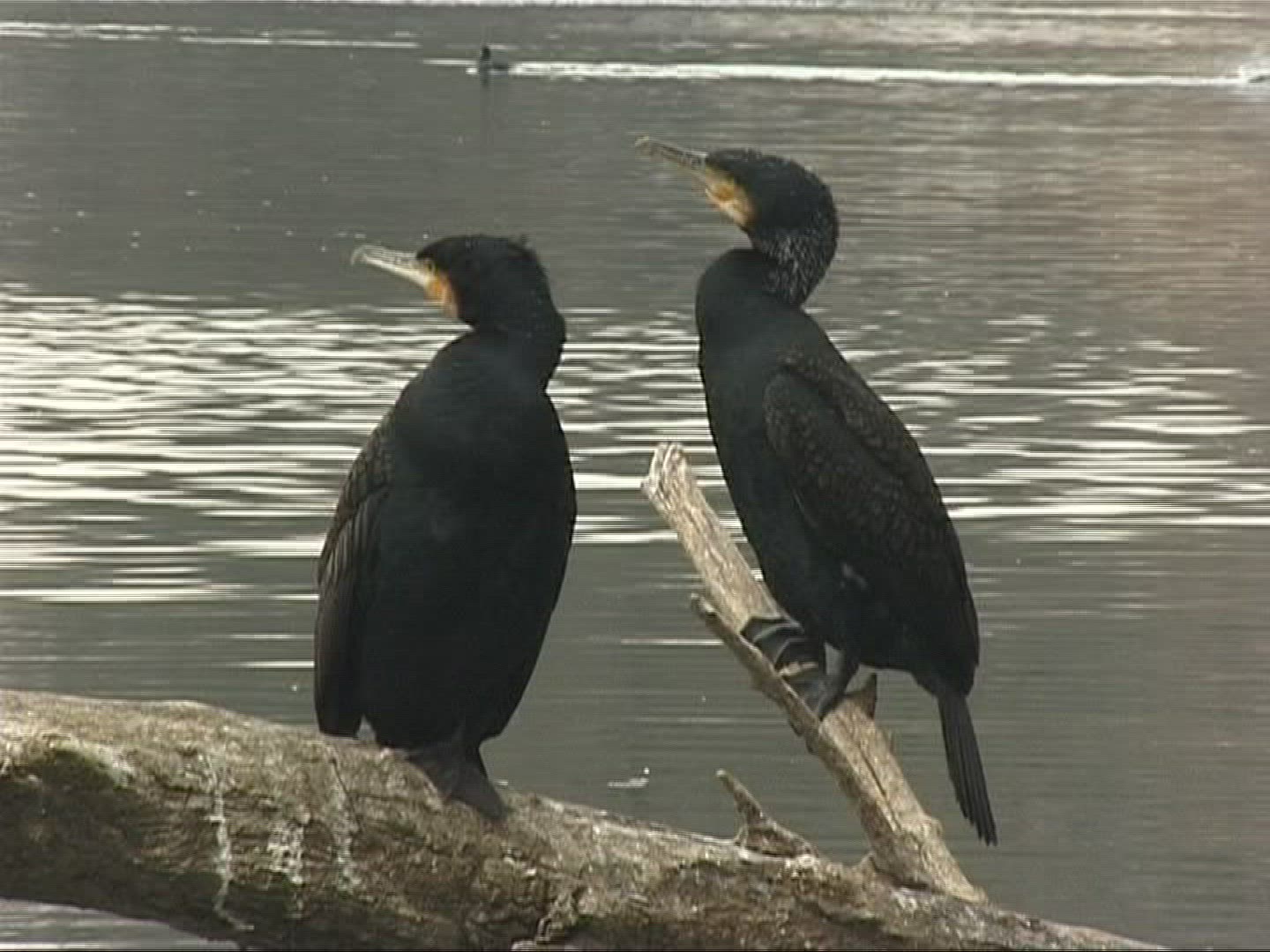 959523672 / Cormorant / Europe