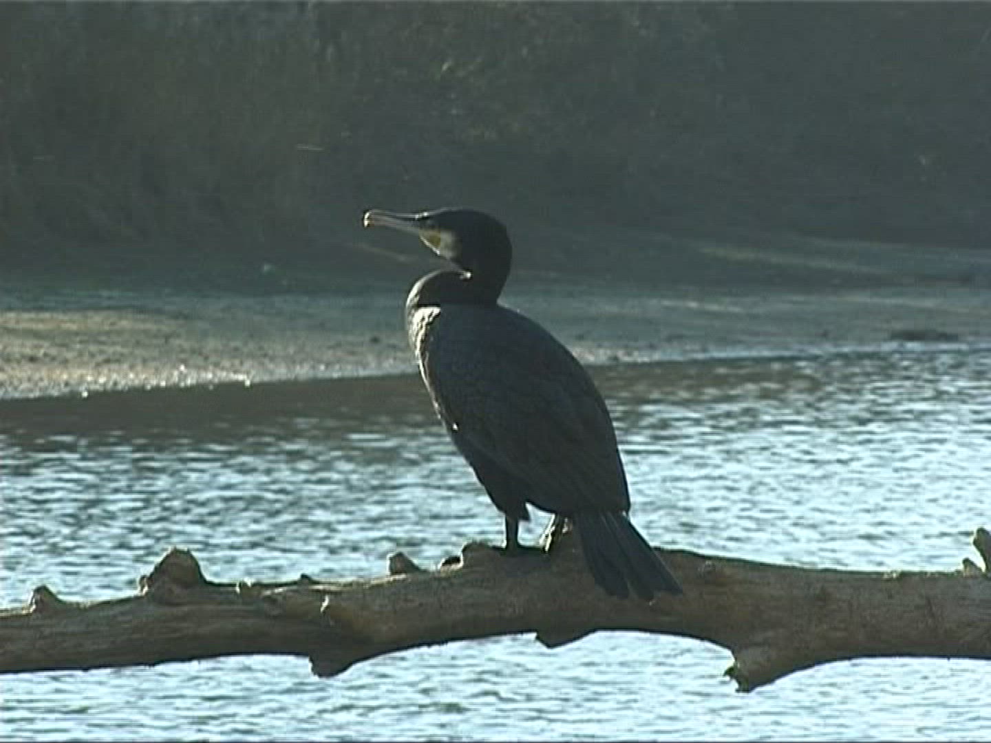 381787466 / Cormorant / Europe