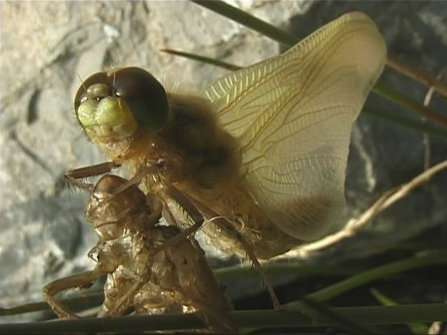 220411127 / Dragonfly / Europe