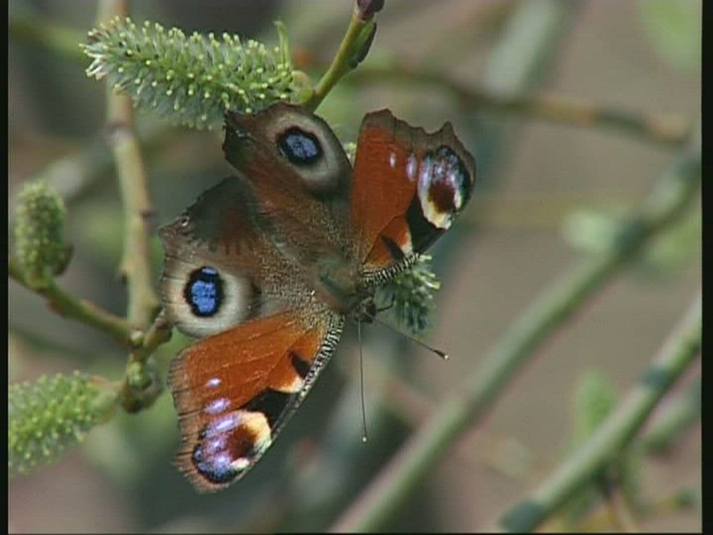 252069610 / Butterfly / Europe