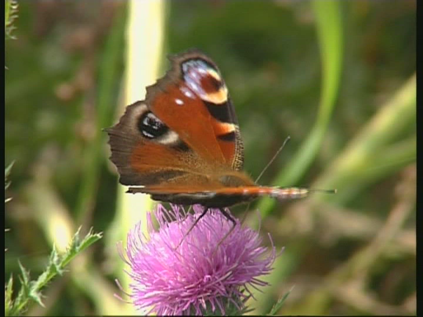 316952088 / Butterfly / Europe