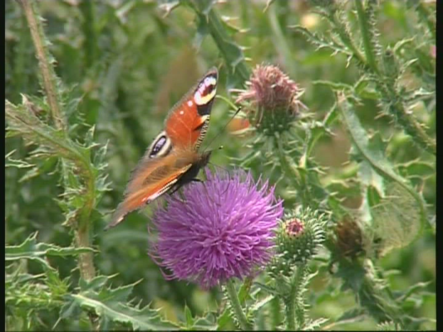 561364705 / Butterfly / Europe