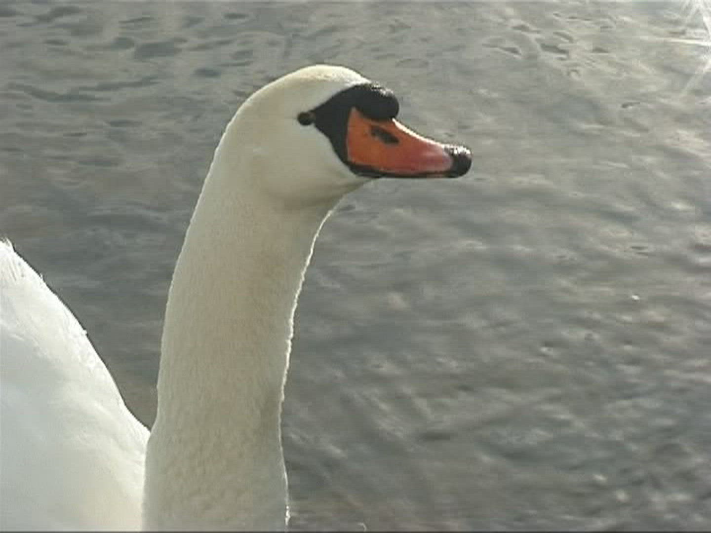 612515408 / Mute Swan / Europe
