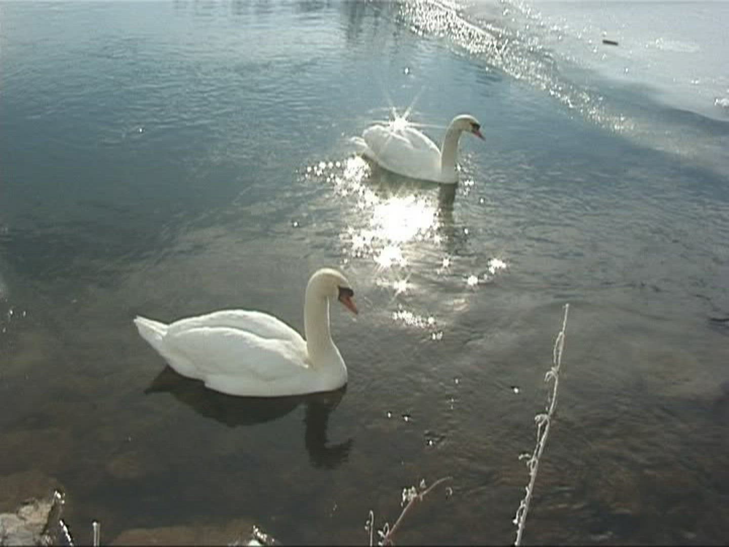 229221229 / Mute Swan / Europe