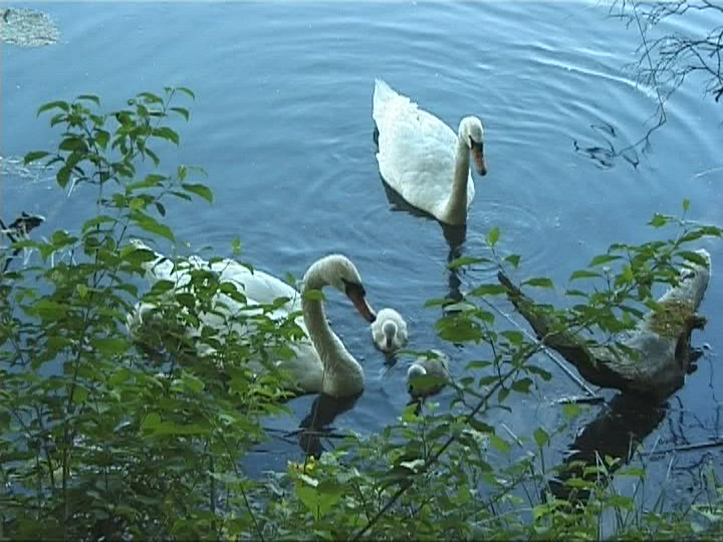 401471939 / Mute Swan / Europe