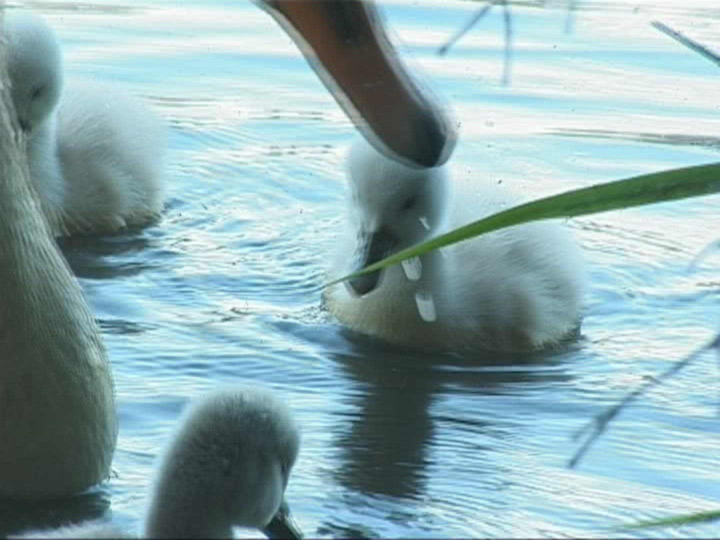 756883270 / Mute Swan / Europe