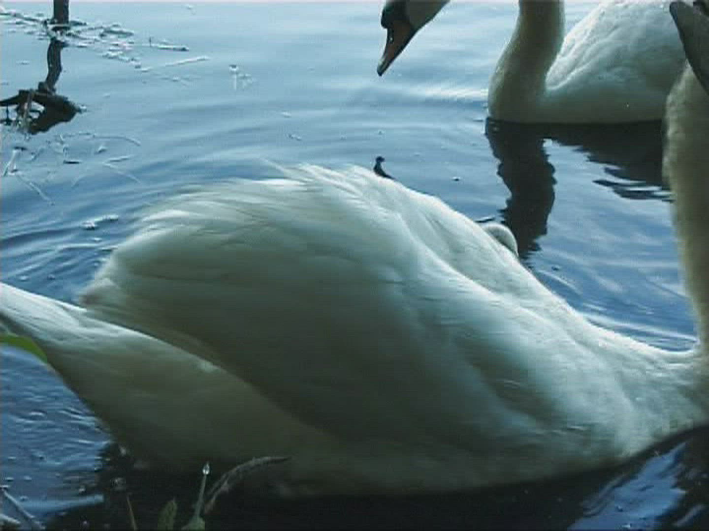 233273692 / Mute Swan / Europe