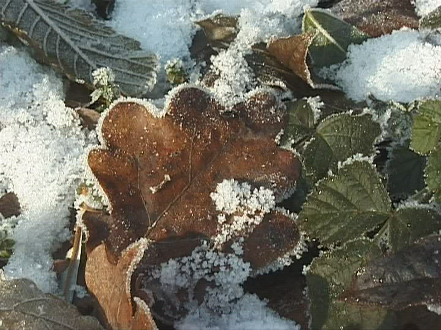 401240477 / Frost / Europe