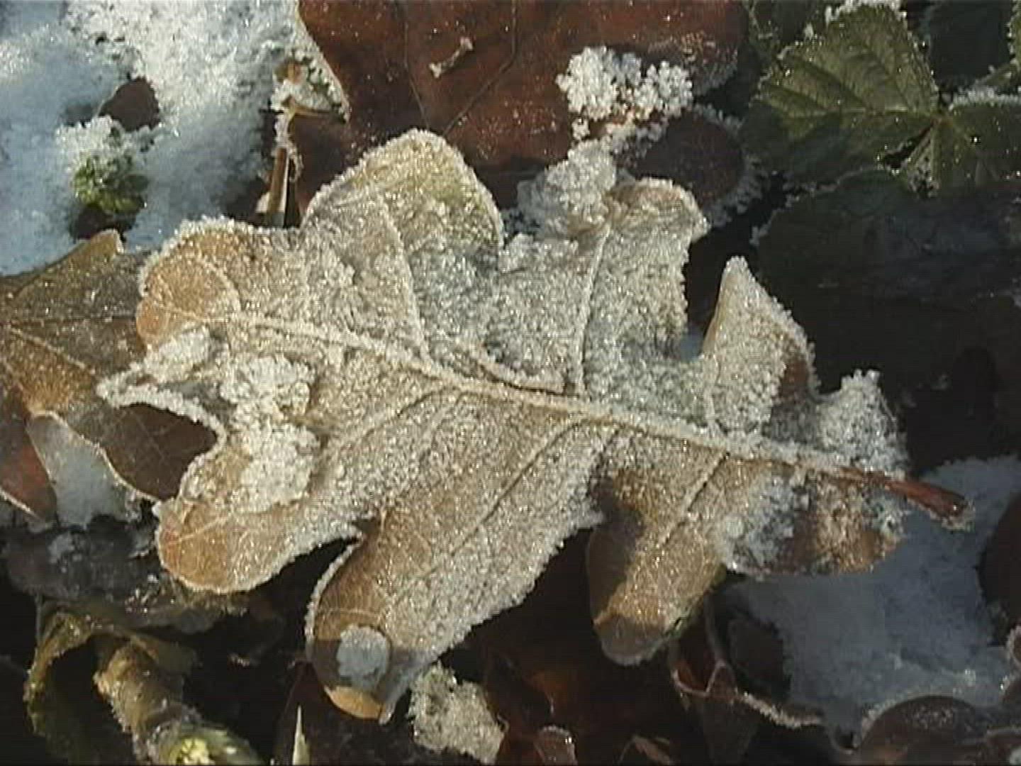 531642995 / Frost / Europe