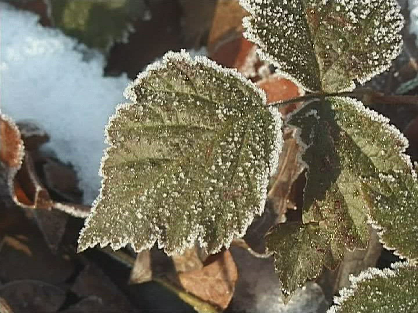 104763529 / Frost / Europe