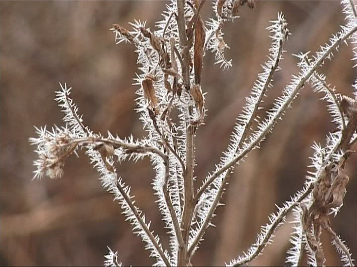 348058603 / Frost / Europe