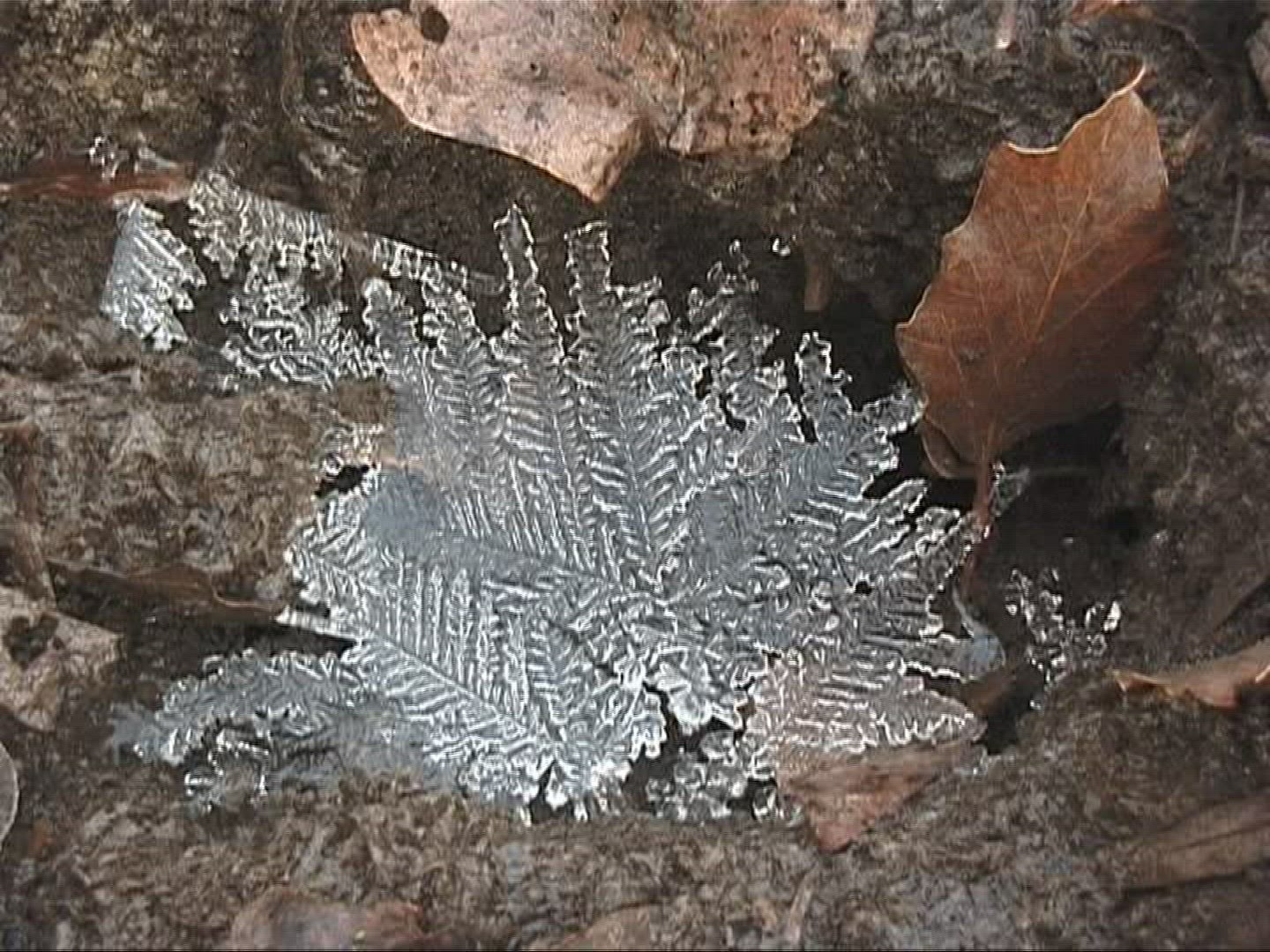 500661143 / Frost / Europe
