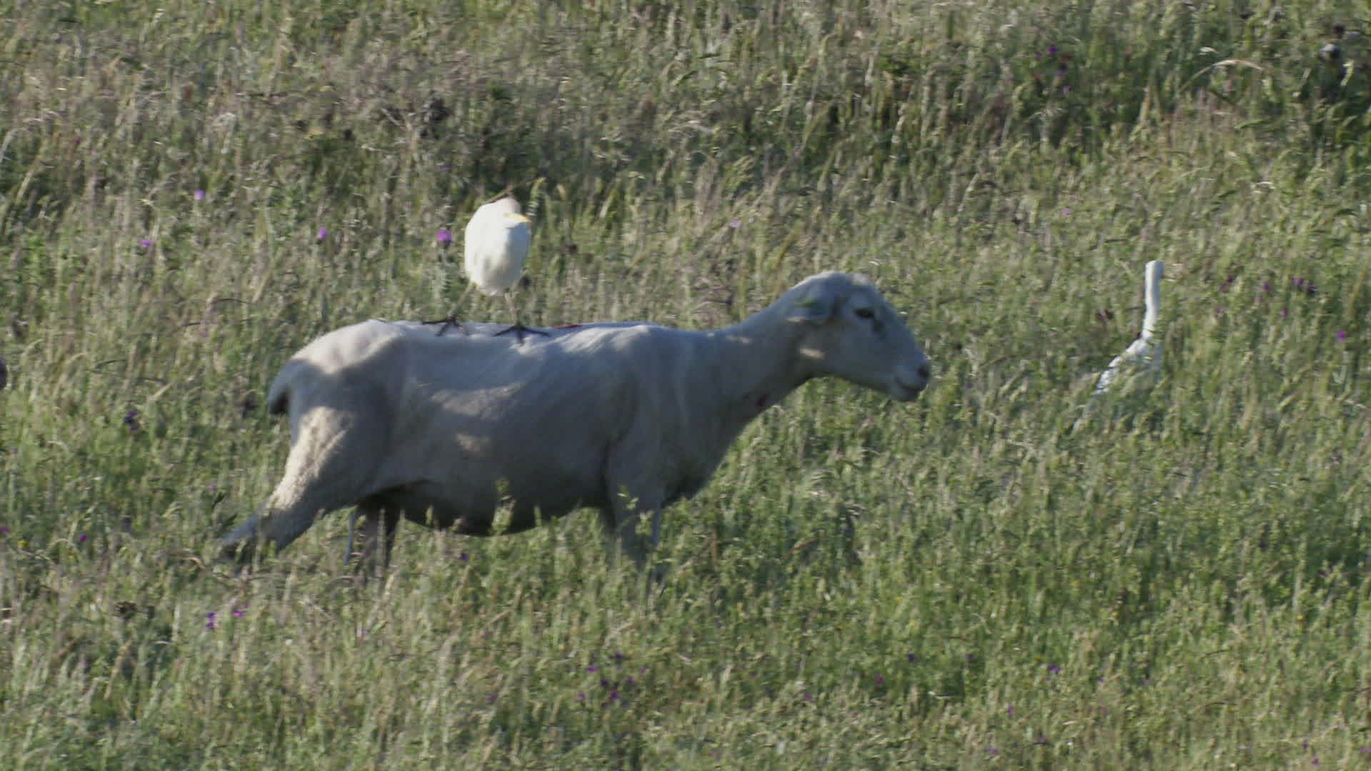 233908774 / Sheep / Cattle Egret / Symbiosis